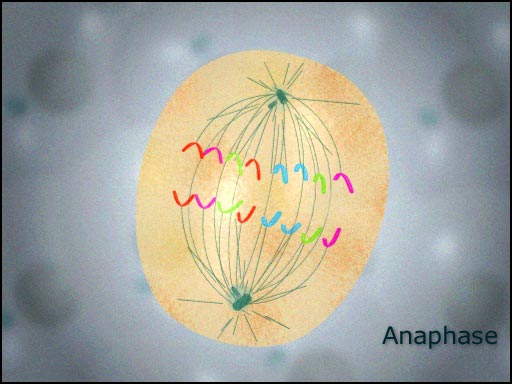 chromosomes in animal cell. mitosis in the animal cell the
