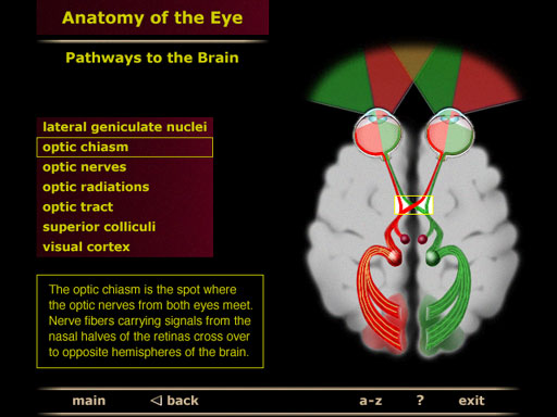 Anatomy and Physiology of the Eye - Interactive CD-ROM