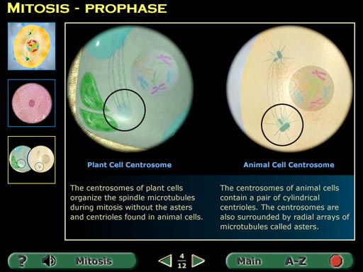 compare animal and plant mitosis screenshot