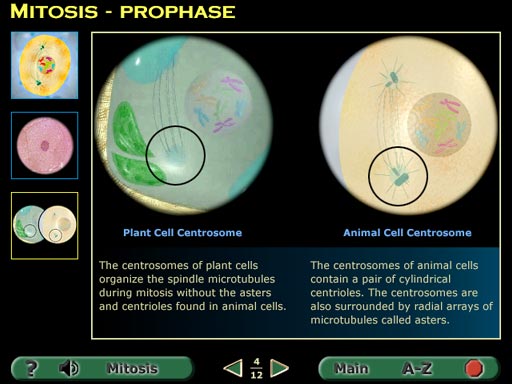 Animal Cell Mitosis. compare animal and plant