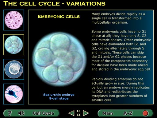 embryonic cell division 8 cell fish embryo screenshot
