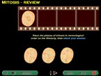 mitosis phases interactive review question screenshot