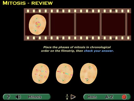 phases of mitosis quiz screenshot