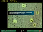 plant cell mitosis phases review screenshot