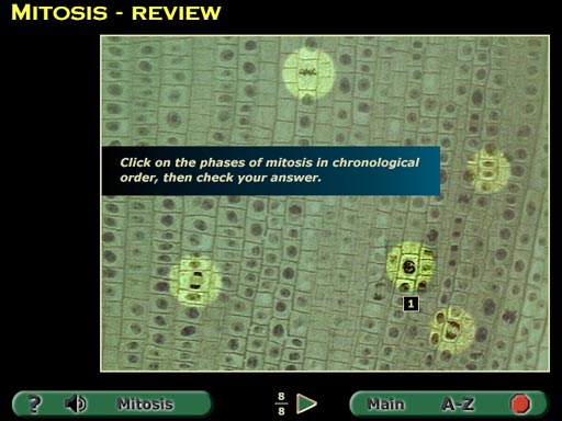 plant cell division onion root tip tissue screenshot